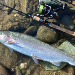 久しぶりの３０匹超え ～天竜川ルアーフライ専用区～